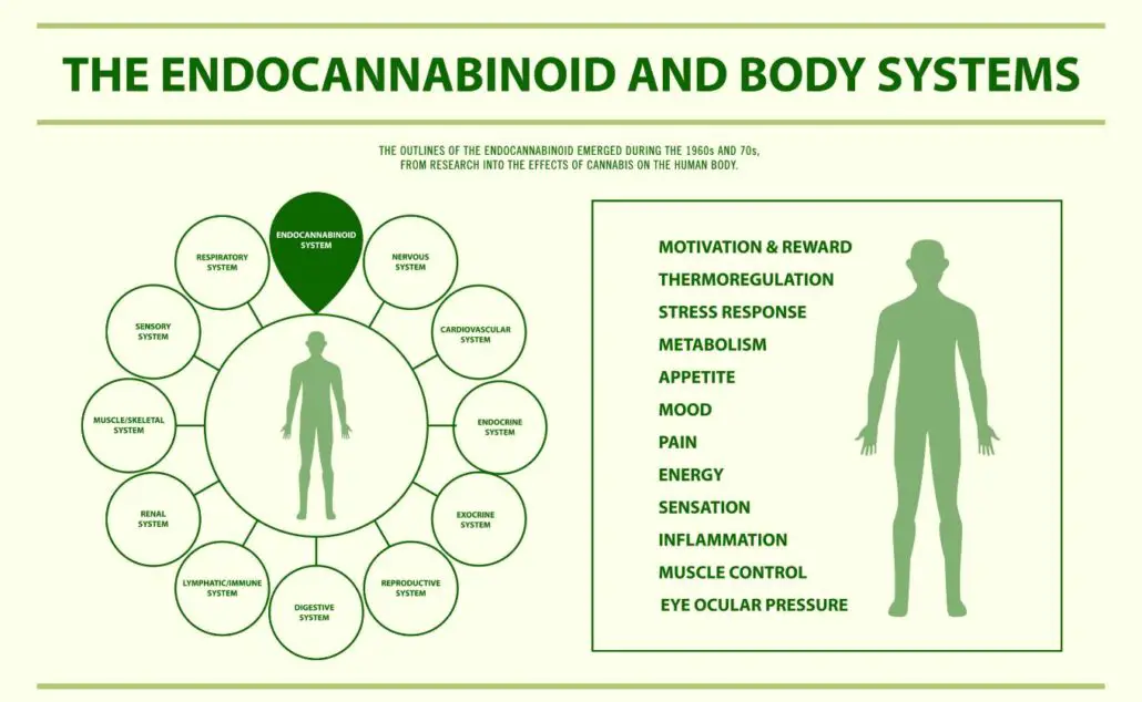 Endocannabinoid System